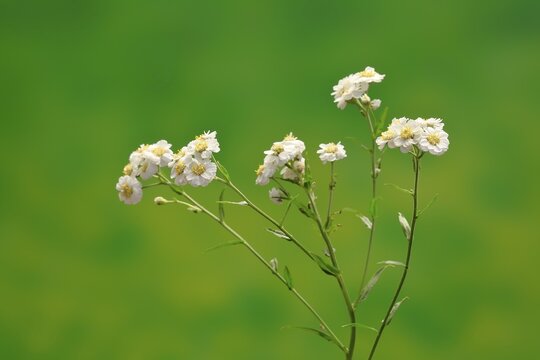 Fine leaved water dropwort (Oenanthe aquatica), flower, flowering, perennial, marsh plant, water plant, Ellerstadt, Germany