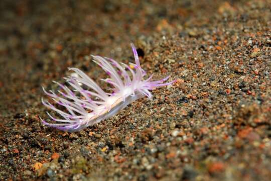 Thread snail ( Flabellina rubrolineata) crawls over sandy ground, Bali, Indo-Pacific, Indonesia
