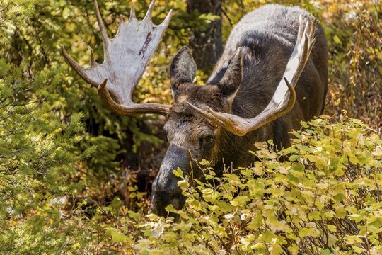 Male Elk (Alces alces) stands in dense bushes in the forest and eats, Grand Teton National Park, Wyoming, USA