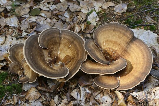 Giant Polypore (Meripilus giganteus), Emsland, Lower Saxony, Germany