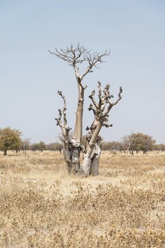 Moringa tree (Moringa ovalifolia), Fairytale Forest, Sprokieswood, Etosha National Park, Namibia