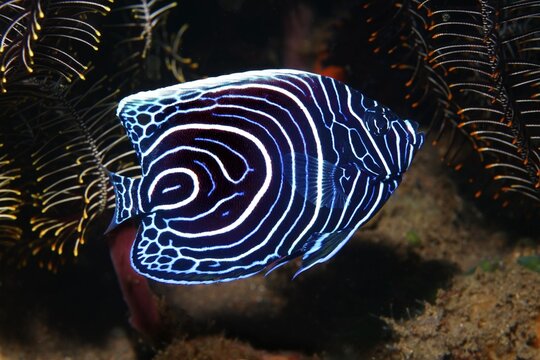 Emperor angelfish ( Pomacanthus imperator) , Youth form, Bali, Indo-Pacific, Indonesia