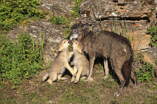 Eastern Wolf (Canis lupus), female with a begging pups, eight weeks, captive, Montana, United States