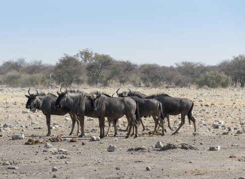 Group of blue wildebeest (Connochaetes taurinus), Chudop waterhole, Etosha National Park, Namibia