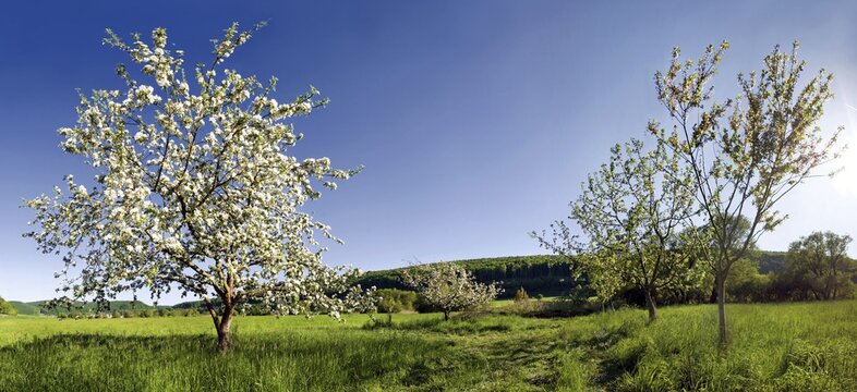 Apple Trees (Malus) in bloom near Obereichstaett in the Altmuehltal Valley Nature Park, Bavaria, Germany, Europe