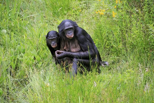 Bonobo, pygmy chimpanzee (Paniscus), adult, female, mother, young, social behaviour, alert, endangered species, captive