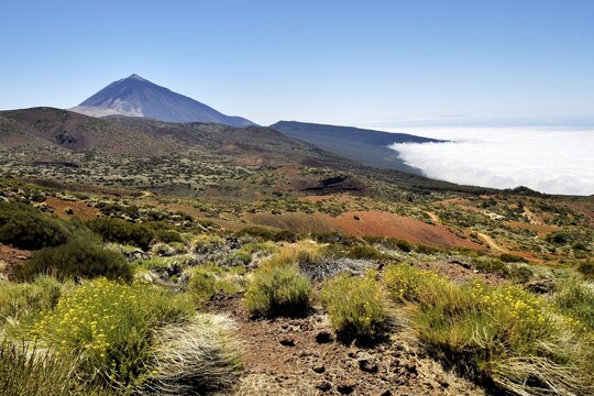 Flowering flixweed (Descurainia bourgaeana) in volcanic landscape, back volcano Pico del Teide above trade wind clouds, National Park Teide, Tenerife, Canary Islands, Spain