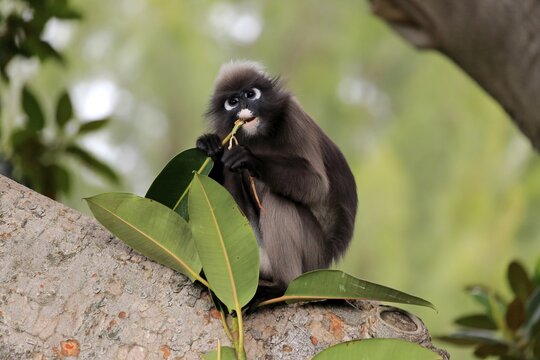 Dusky leaf monkey (Trachypithecus obscurus), adult on tree eating, captive, Adelaide, South Australia, Australia