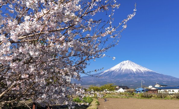 Flowering cherry tree in spring, back Mt Fuji with snow cap, Yamanashi Prefecture, Japan