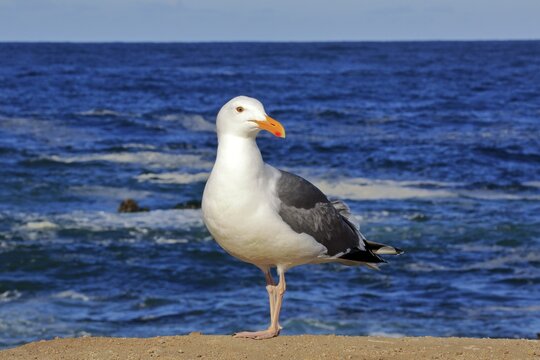 Western Gull (Larus occidentalis), adult on coast, California, USA