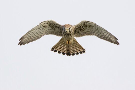 Common kestrel (Falco tinnunculus) in flight, hovering, Hesse, Germany
