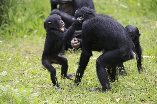 Bonobo, pygmy chimpanzee (Pan Paniscus), juvenile, subadult, fighting, scramble, semi-adult juvenile, group, social behavior, endangered species, captive