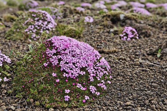 Moss Campions (Silene acaulis), Mt. &THORN;&oacute;r&oacute;lfsfell, Flj&oacute;tsdalur, Iceland, Atlantic Ocean