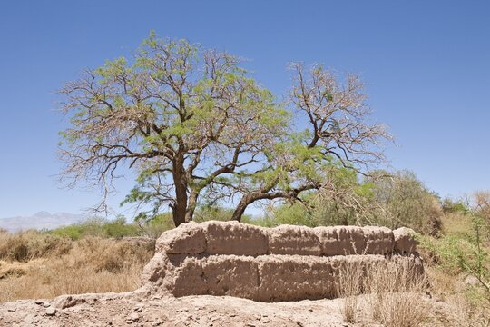 Old clay wall, San Pedro de Atacama, Regi&oacute;n de Antofagasta, Chile, South America