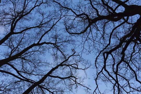 Silhouette of bare trees, branches, behind them dark blue sky, symbolic image, fear, frightening, depression, dark, Germany