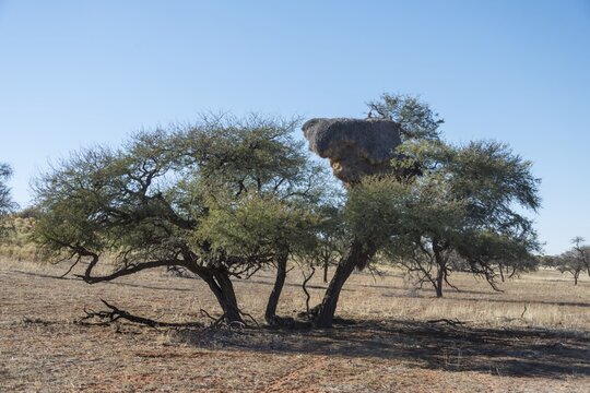 Camel thorn tree (Acacia erioloba) with nesting colony of the Sociable Weaver (Philetairus socius), Kalahari, Namibia