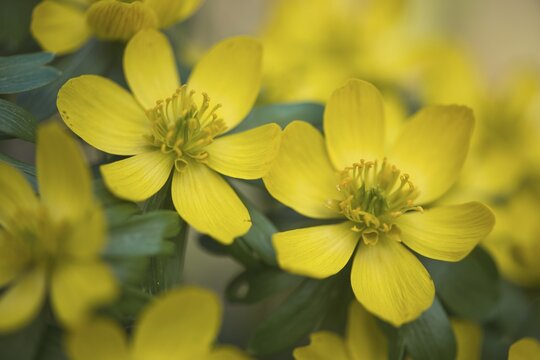Winter aconites (Eranthis hyemalis), Emsland, Lower Saxony, Germany
