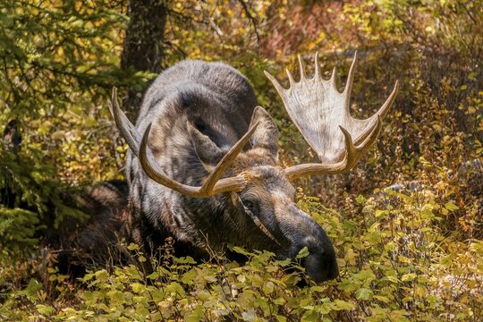 Male Elk (Alces alces) stands in dense bushes in the forest and eats, Grand Teton National Park, Wyoming, USA