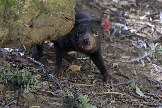 Tasmanian devil (Sarcophilus harrisii), Tasmanian devil, adult alert, Cuddly Creek, South Australia, Australia