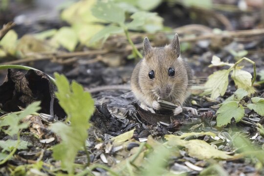 Wood mouse (Apodemus sylvaticus) eats sunflower seed, Hesse, Germany