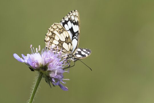 Marbled white (Melanargia galathea) on Field scabious (Knautia arvensis), Hesse, Germany