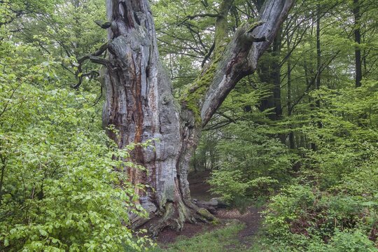Urwald Sababurg primary forest in spring, North Hesse, Hesse, Germany