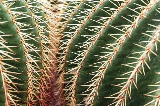 Golden Barrel Cactus or (Echinocactus grusonii), cactus, spines, detail view, botanical garden, Dahlem, Berlin, Germany