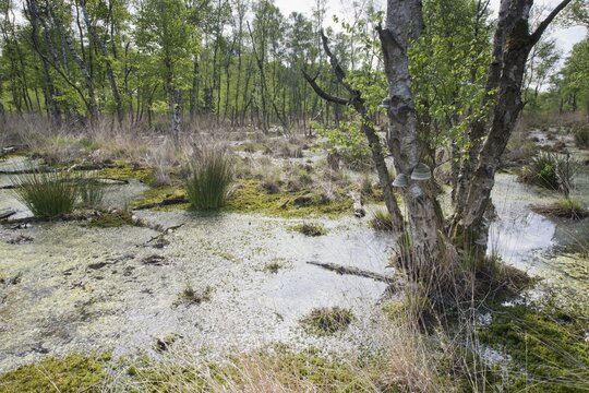 Moorland with birch trees (Betula pendula), Emsland, Lower Saxony, Germany