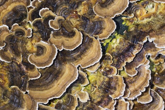 Unji mushroom (Trametes versicolor), Hesse, Germany