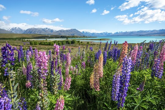 Purple large-leaved lupins (Lupinus polyphyllus), Lake Tekapo in front of Southern Alps, Canterbury, South Island, New Zealand