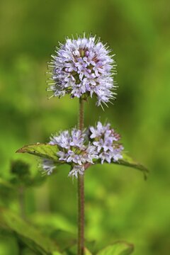 Water mint (Mentha aquatica), blossom, Germany
