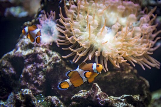 False percula clownfish (Amphiprion ocellaris) in front of a bubble-tip anemone (Entacmea quadricolor), Occurrence Indo-Pacific, captive, Canada