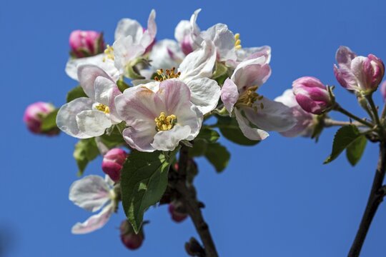 Apple (Malus), apple blossom, Baden-W&uuml;rttemberg, Germany