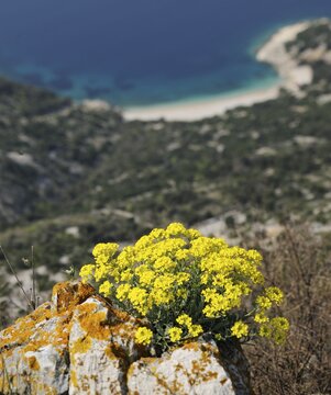 Golden Alyssum (Alyssum saxatile) near Lubenice on Cres, Croatia, Europe