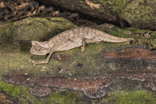Brown leaf chameleon (Brookesia superciliaris), Madagascar