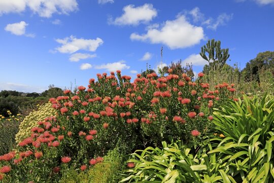 Pincushion Protea (Leucospermum species), Protea, flower, flowering, flower, bushes, plant, Kirstenbosch Botanical Gardens, Cape Town, South Africa