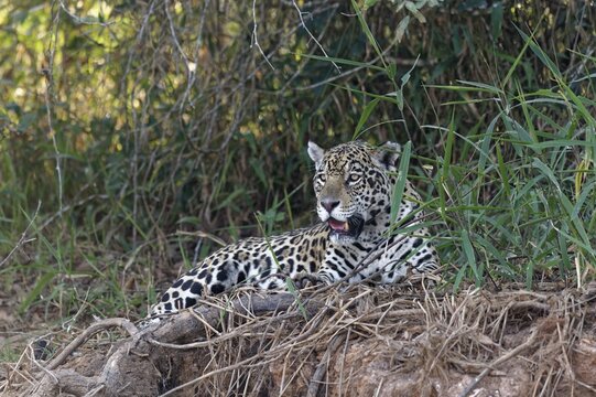 Female Jaguar (Panthera onca) laying on a riverbank, Cuiaba river, Pantanal, Mato Grosso, Brazil