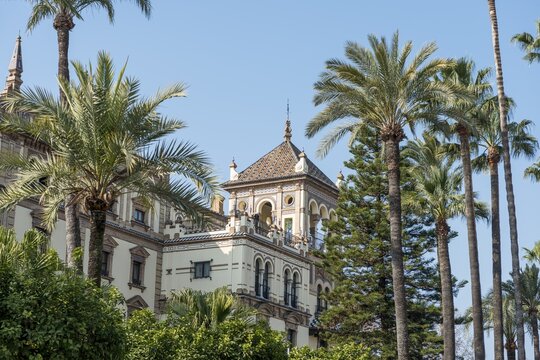 Palms in front of the luxury hotel Alfonso XIII, Sevilla, Andalusia, Spain