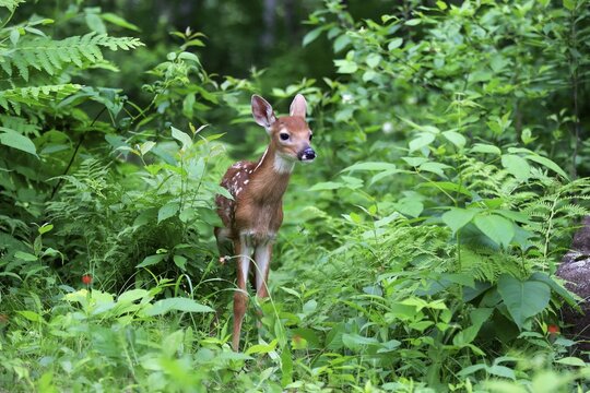 White-tailed deer (Odocoileus virginianus), young animal, ten days, in the bushes, Pine County, Minnesota, USA