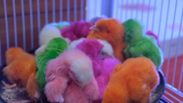 The Magical World of Colorful Chickens, Crazy Colors in the Coop, The Rainbow Coop