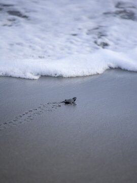 Newly hatched olive ridley sea turtle (Lepidochelys olivacea) crawls over sand towards the sea, Junquillal, Santa Cruz, Guanacaste Province, Costa Rica