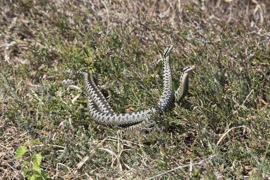 Common European vipers (Vipera berus), comment fight, Emsland, Lower Saxony, Germany