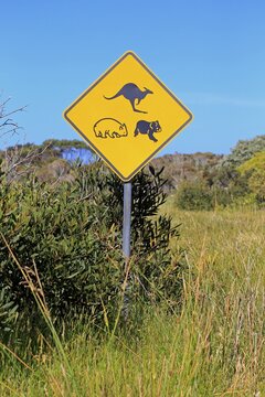 Warning sign, koala, wombat, kangaroo, Victoria, Australia
