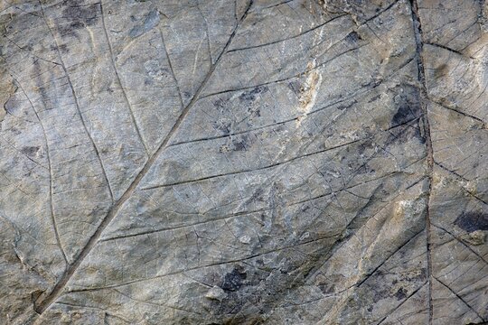 Fossils of deciduous leaves, 35-40 million years old, found on Longyearbreen Glacier, Longyeardalen valley, Spitsbergen Island, Svalbard Archipelago, Svalbard and Jan Mayen, Norway
