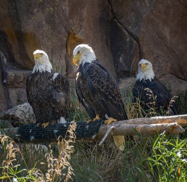 Two bald eagles (Haliaeetus leucocephalus) sitting on a branch, Grizzly and Wolf Discovery Center, Wildlife Park, Wyoming, USA