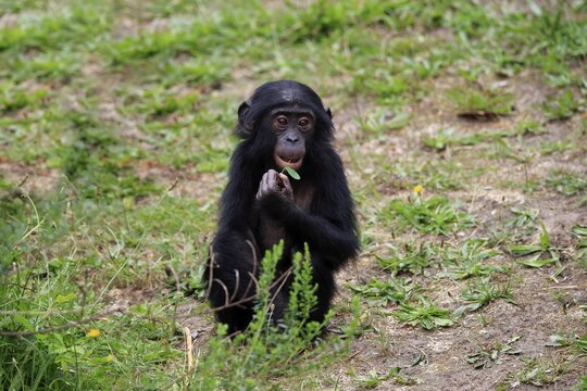 Bonobo, pygmy chimpanzee (Pan Paniscus), juvenile, feeding, endangered species, captive