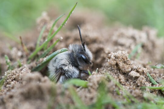 Ashy mining bee (Andrena cineraria), Emsland, Lower Saxony, Germany
