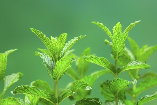 Curled mint (Mentha spicata var. Crispa), leaves, herbs, spices, Germany