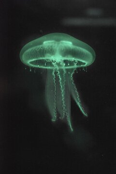 Moon Jellyfish (Aurelia aurita) in coloured light, captive