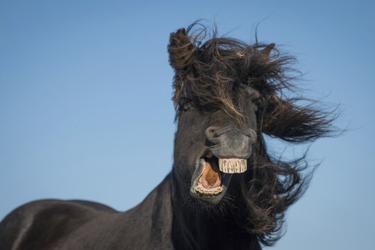 Icelandic horse (Equus islandicus), portrait, Skagi peninsula, Iceland